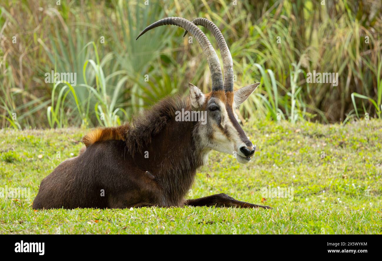 Rappenantilope Stockfoto
