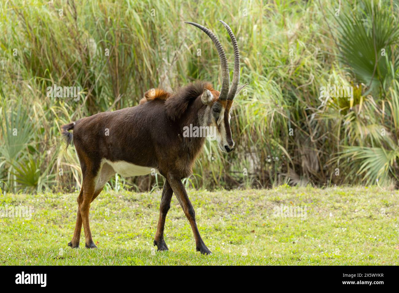 Rappenantilope Stockfoto