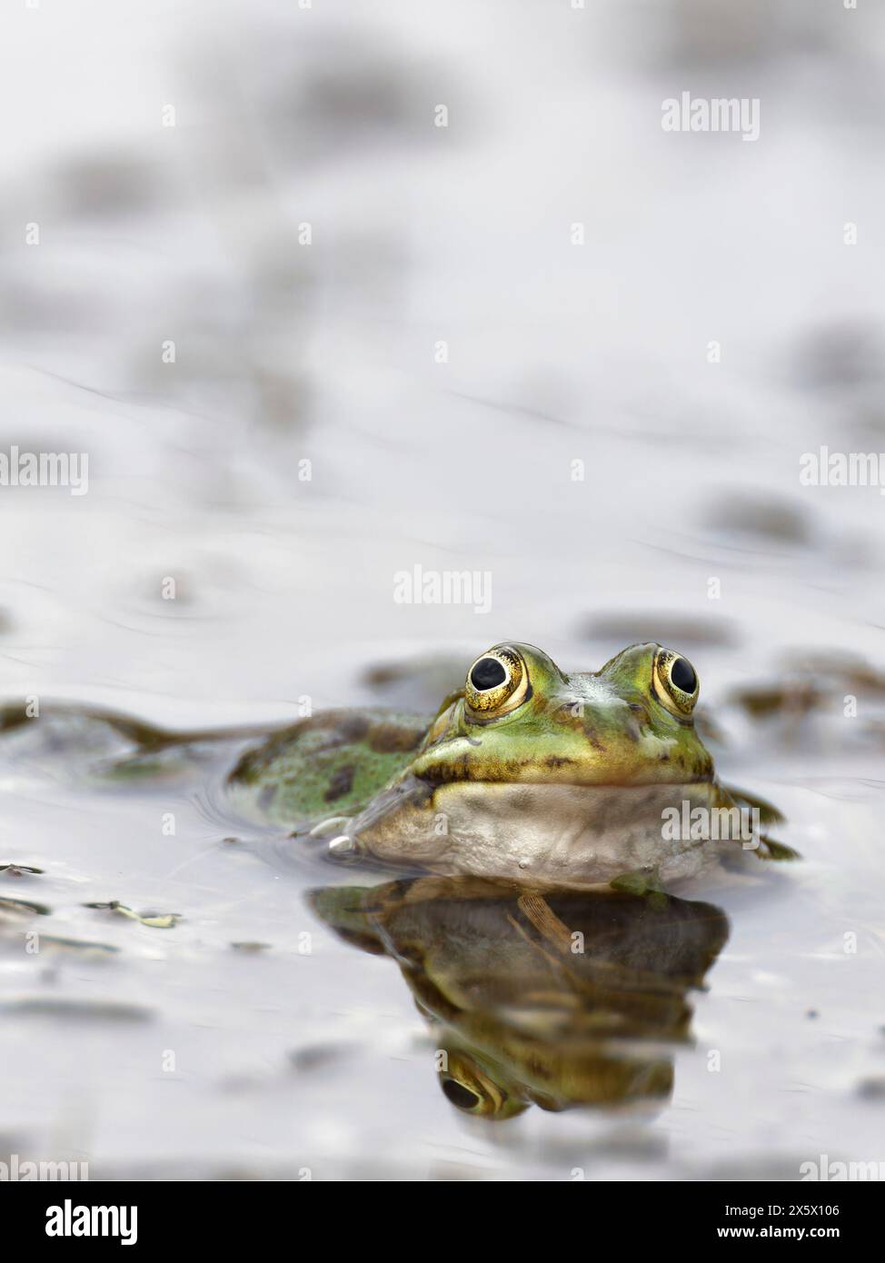 Gewöhnlicher Frosch, Rana temporaria im Wasser, in die Kamera schauen Stockfoto