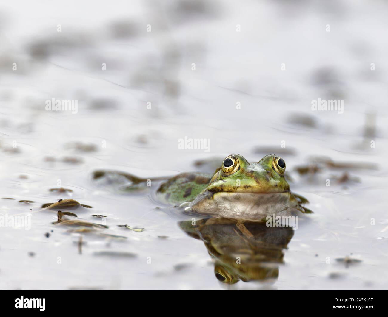 Gewöhnlicher Frosch, Rana temporaria im Wasser, in die Kamera schauen Stockfoto