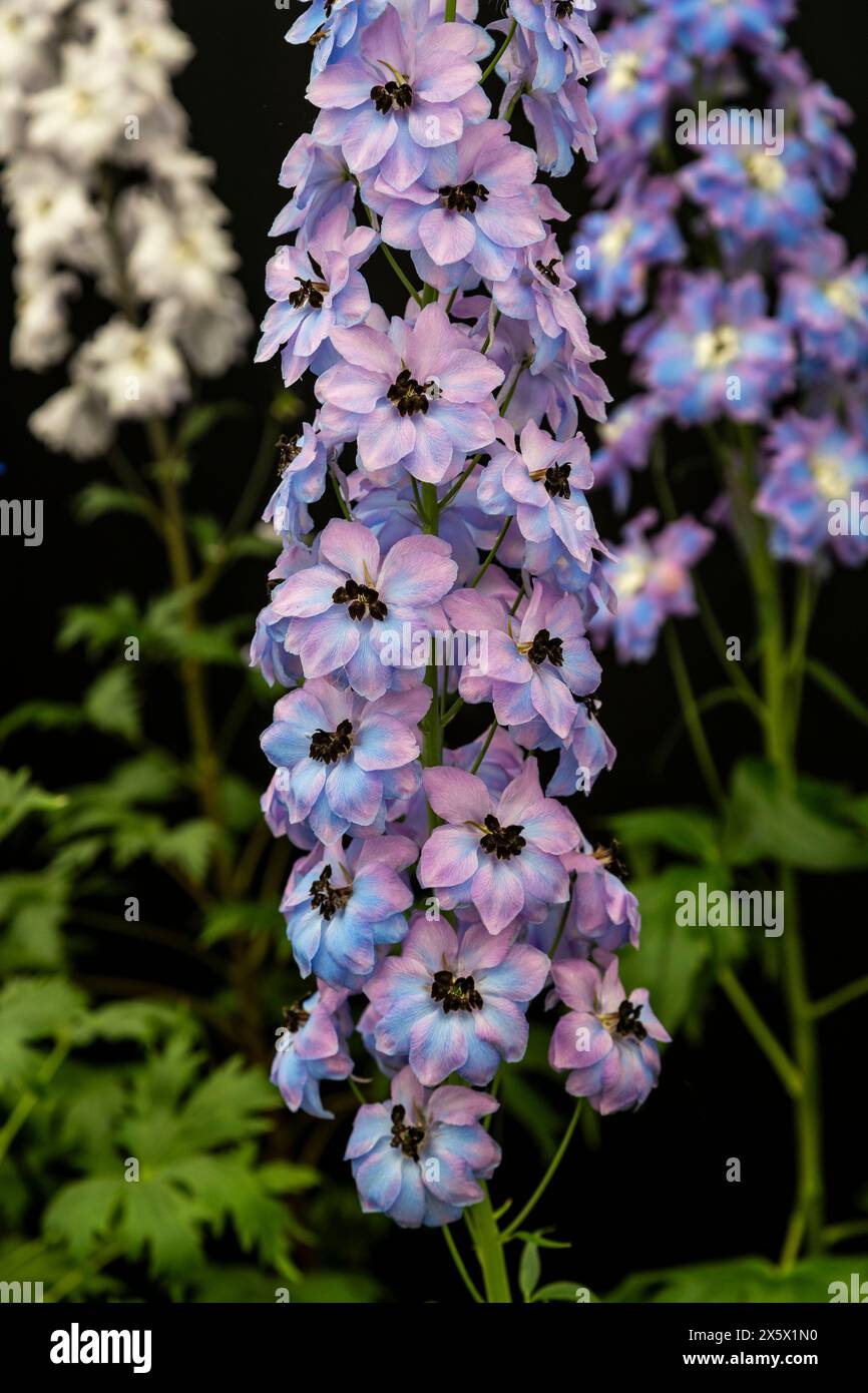 Delphinium Elatum "Oliver" Stockfoto