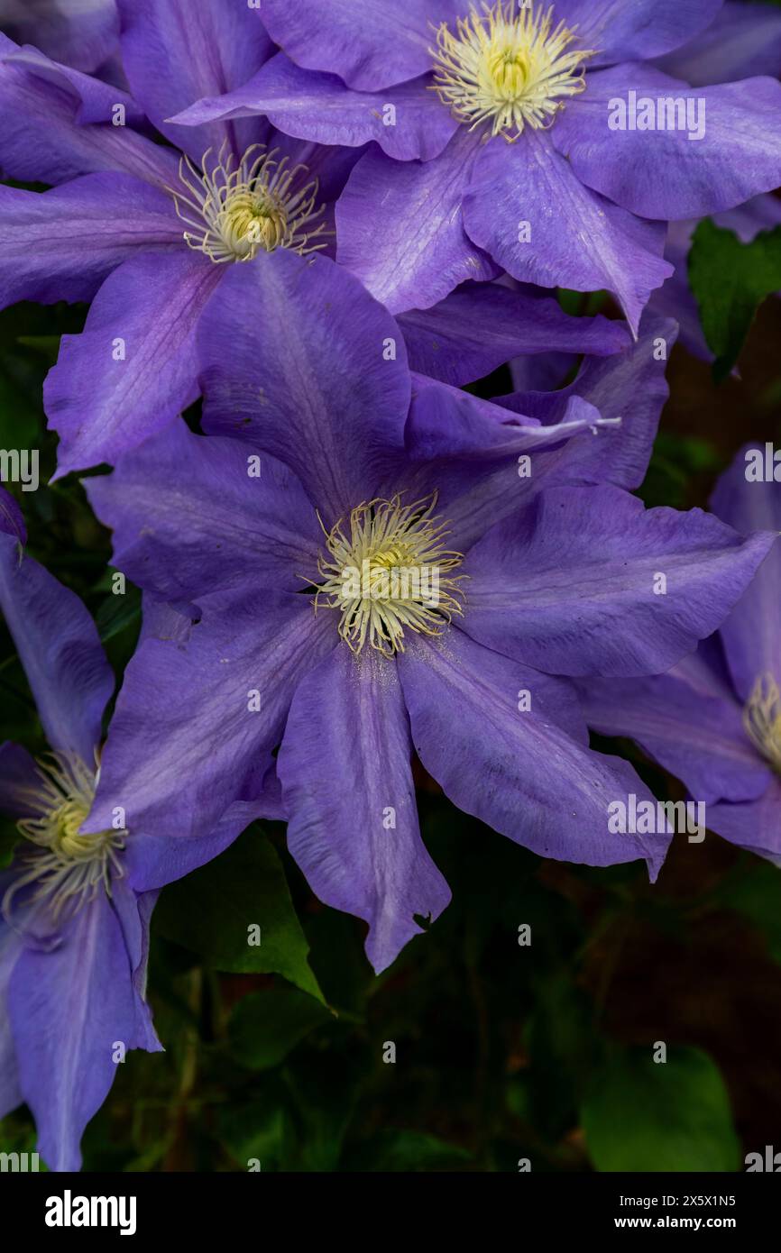 Clematis „H.F. Young“ Stockfoto