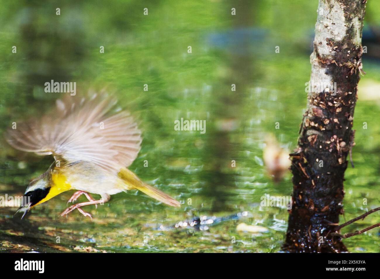 Üblicher Gelbkehl-Warbler Stockfoto