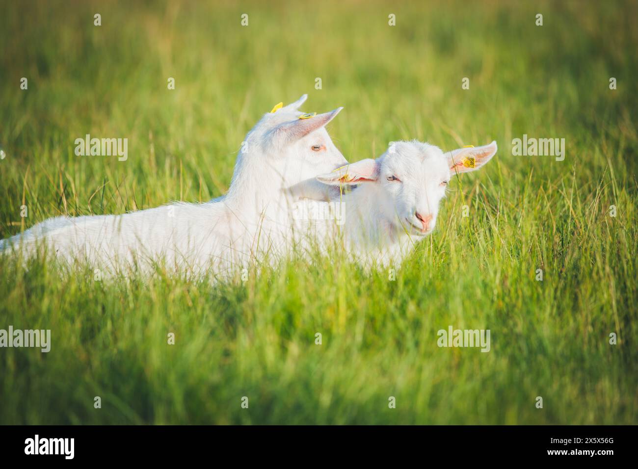 Saanen Ziegenkinder Stockfoto