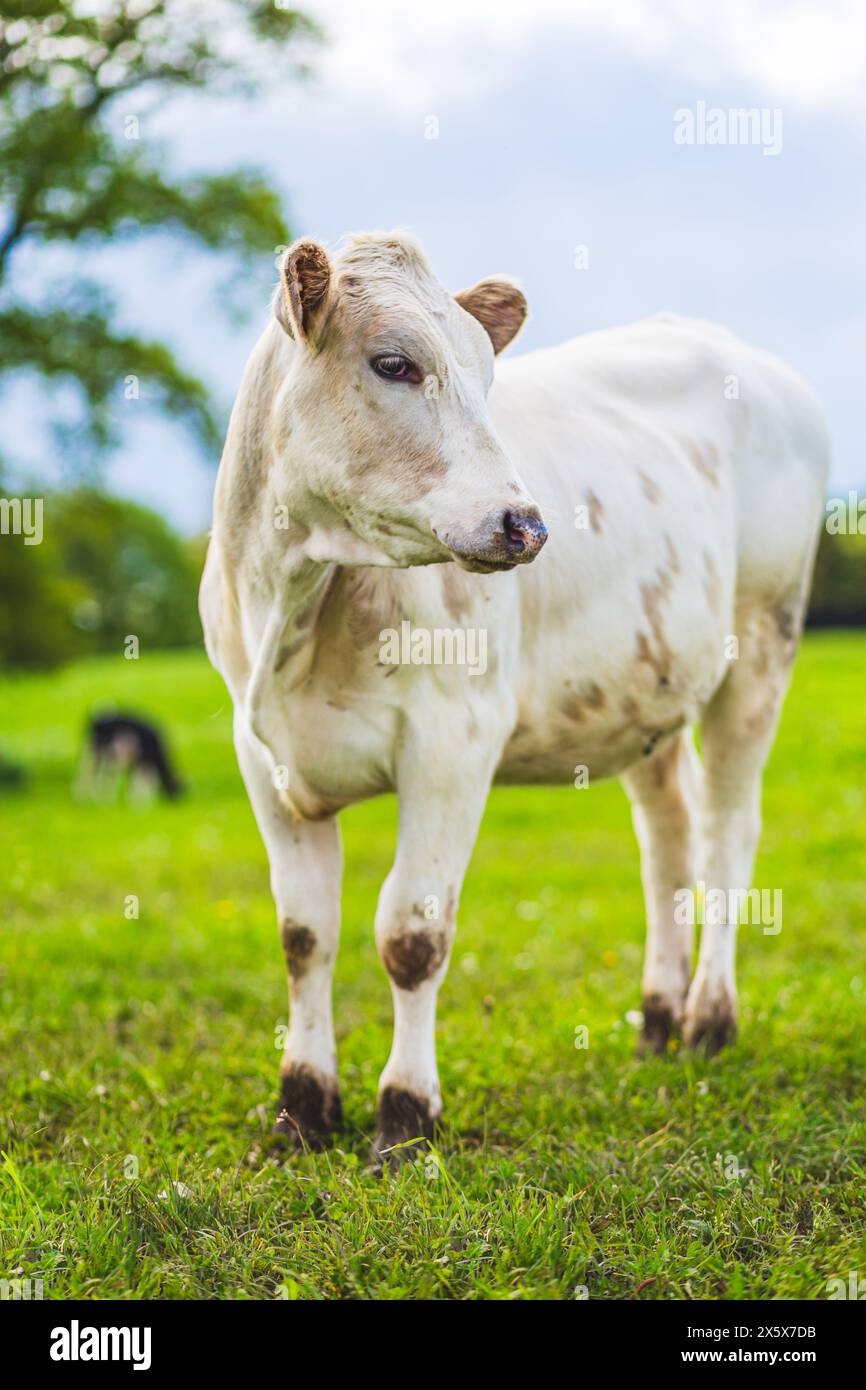 Junge weiße Charolaise-Kuh, die in der Nähe eines Bauernhofs in Nordfrankreich weidet, vertikale Fotografie Stockfoto