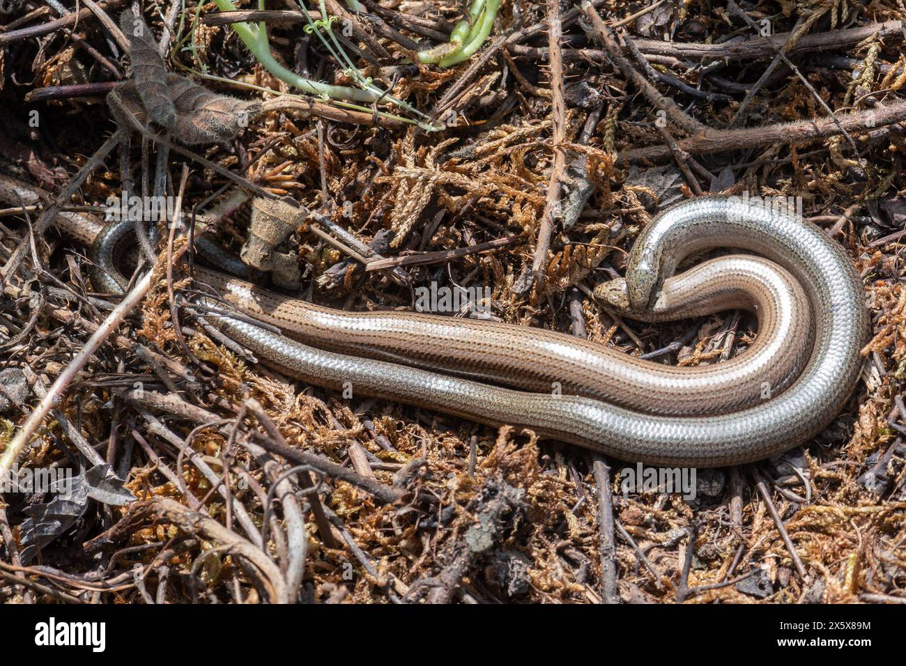 Paar langsame Würmer (Anguis fragilis), Paarungsverhalten mit dem männlichen Tier, das den Hals des Weibchens beißt Stockfoto