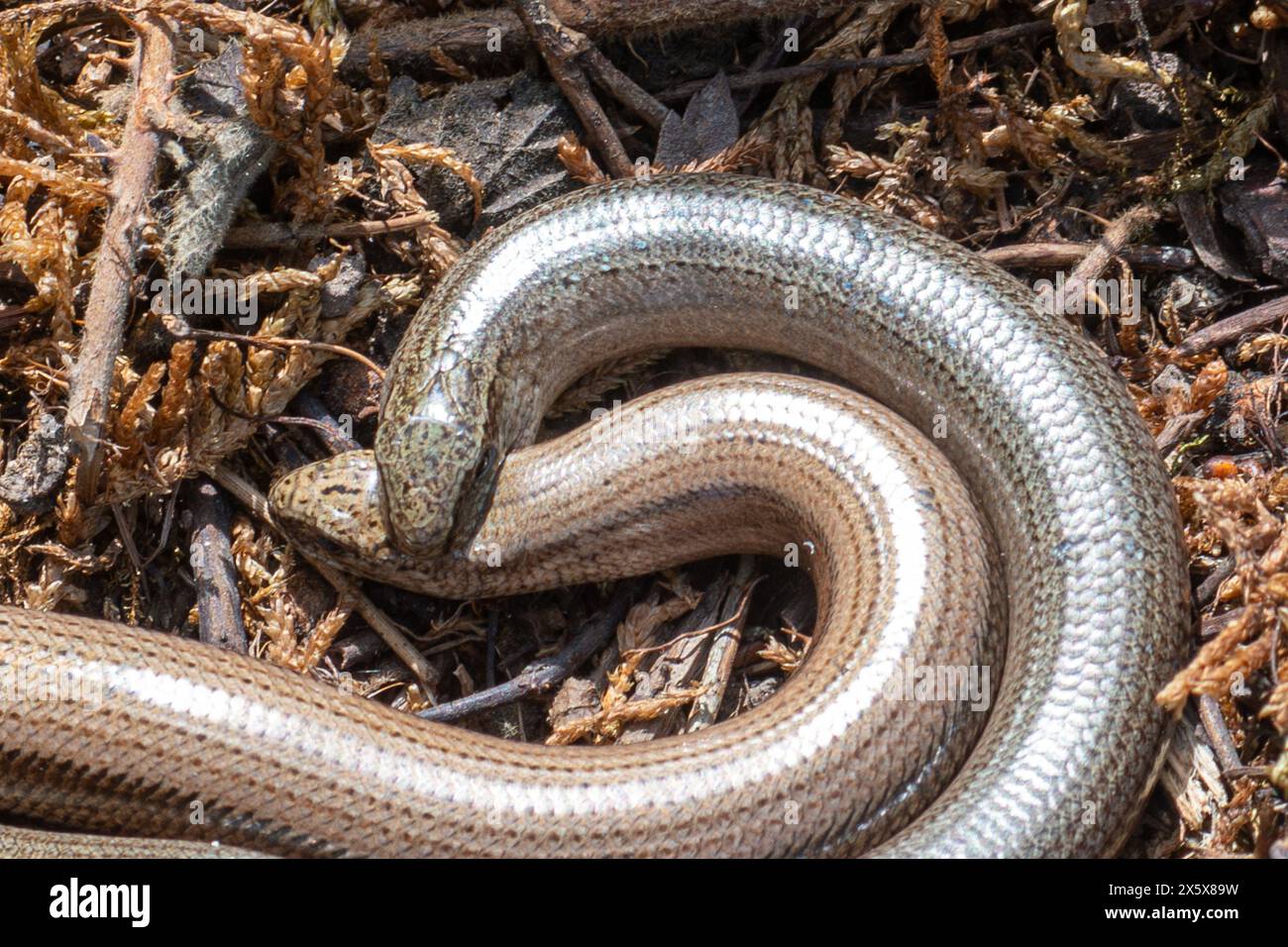 Paar langsame Würmer (Anguis fragilis), Paarungsverhalten mit dem männlichen Tier, das den Hals des Weibchens beißt Stockfoto