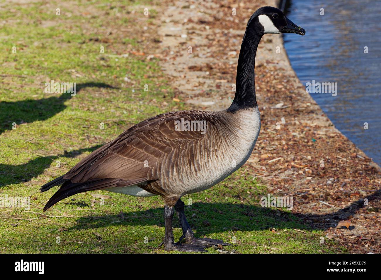 Dieses Foto zeigt eine Kanadas-Gans an einem Wintermorgen. Kanadagänse sind große Wildgänse mit schwarzem Kopf und Hals und weißen Wangen. Stockfoto