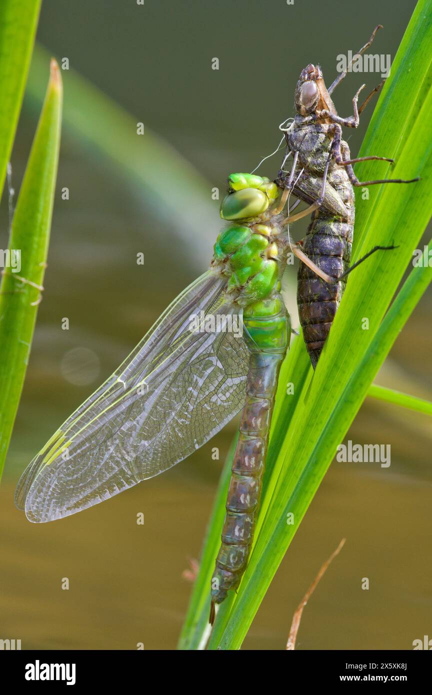 Dragonfly Aeshna mixta aka Migrant Hawker Dragonfly taucht aus einer Nymphe in einem Gartenteich auf. Stockfoto