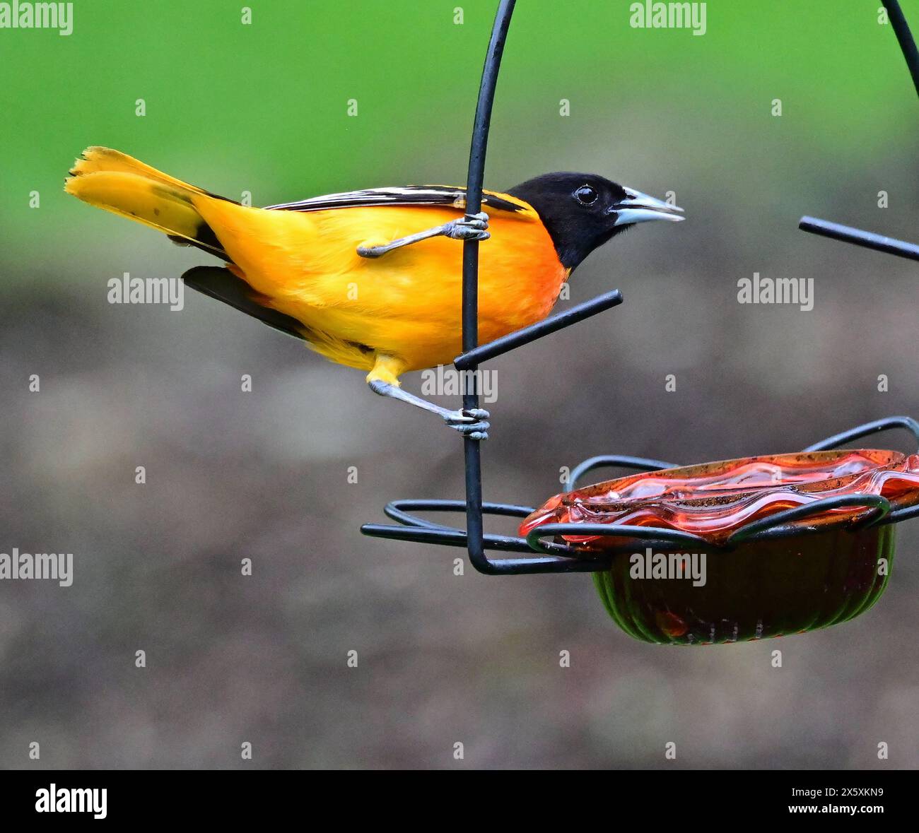 Baltimore Oriole - Icterus galbula - Fütterung von Traubengelee in einem Futterhaus in Michigan Stockfoto