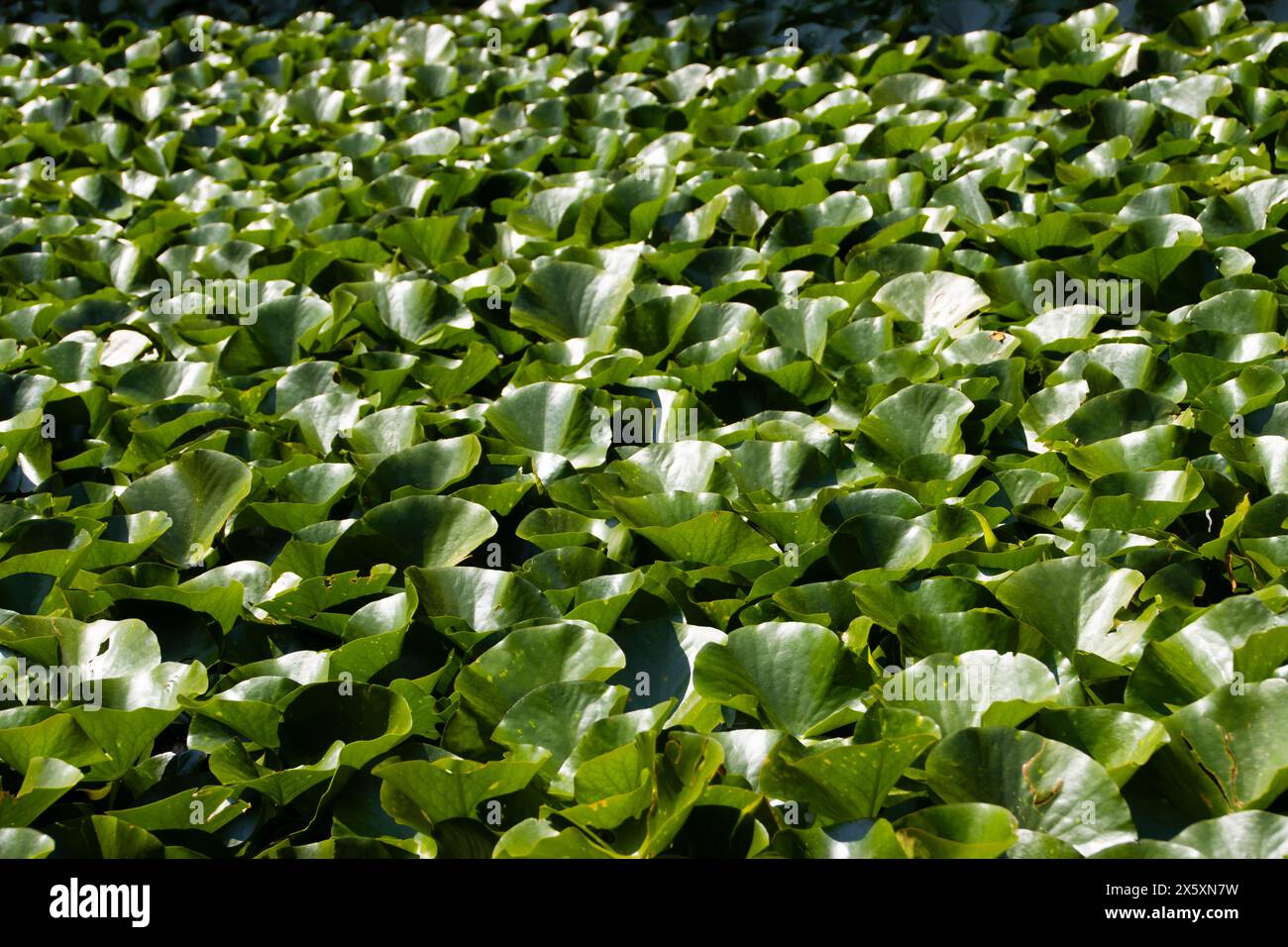 Lotus verlässt den Teich in Baile Felix, Bihor County, Rumänien Stockfoto