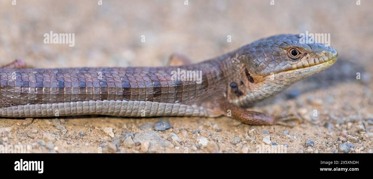 California Alligator Lizard Erwachsene mit blutverschmierten Zecken, die sich nach Sonnenuntergang auf dem Weg erwärmen. Stevens Creek County Park, Santa Clara County, Kalifornien. Stockfoto