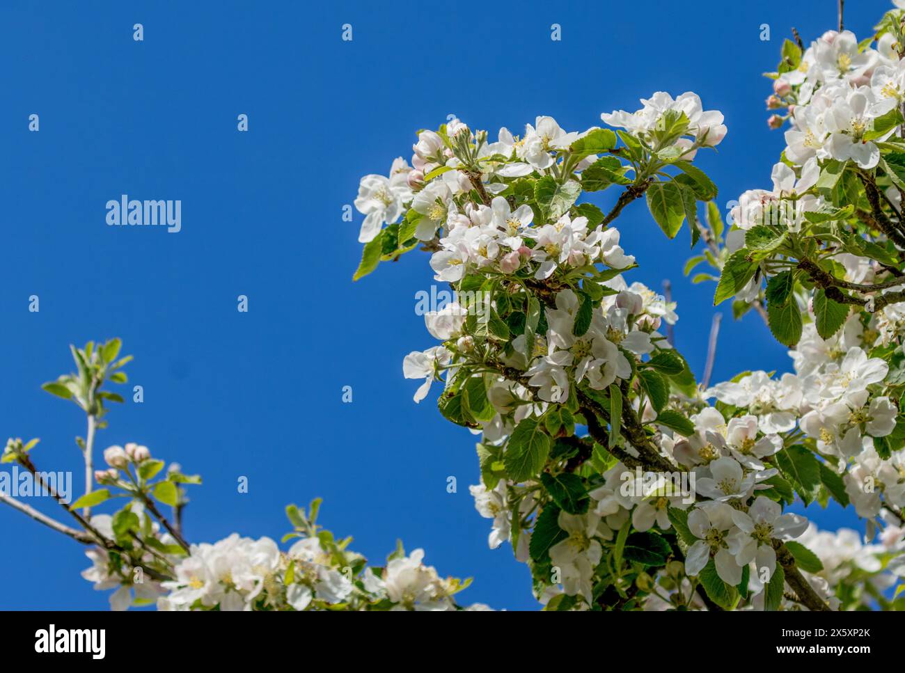 Frühling und Sommer die schottische Küste mit wilden Blumen und Blüten Stockfoto