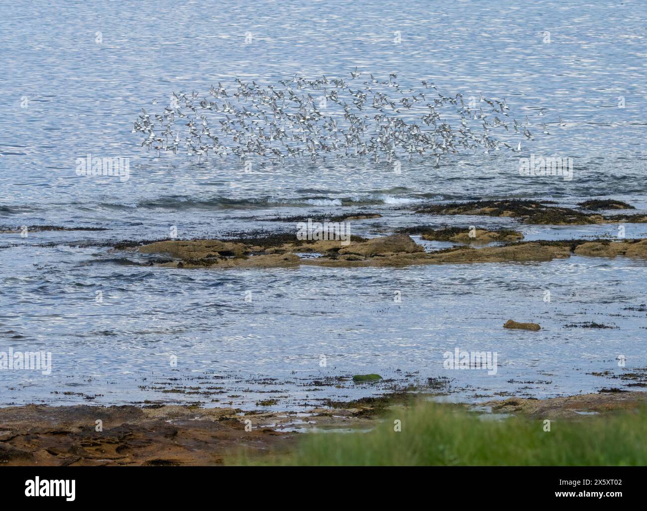 Herde roter Knoten im Flug über das Meer Stockfoto