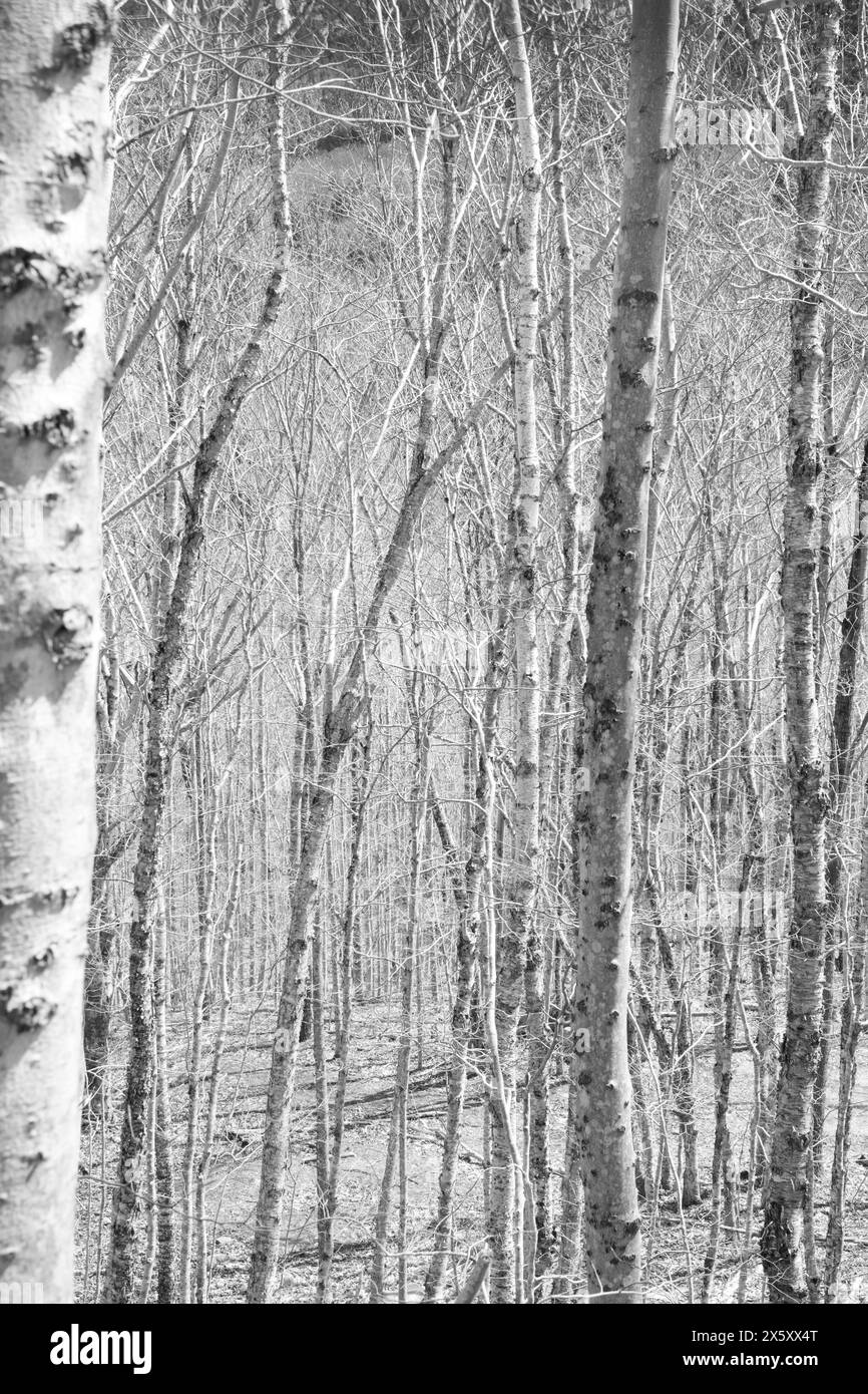 Whispers of the Birch: Ein heiterer Waldblick Stockfoto