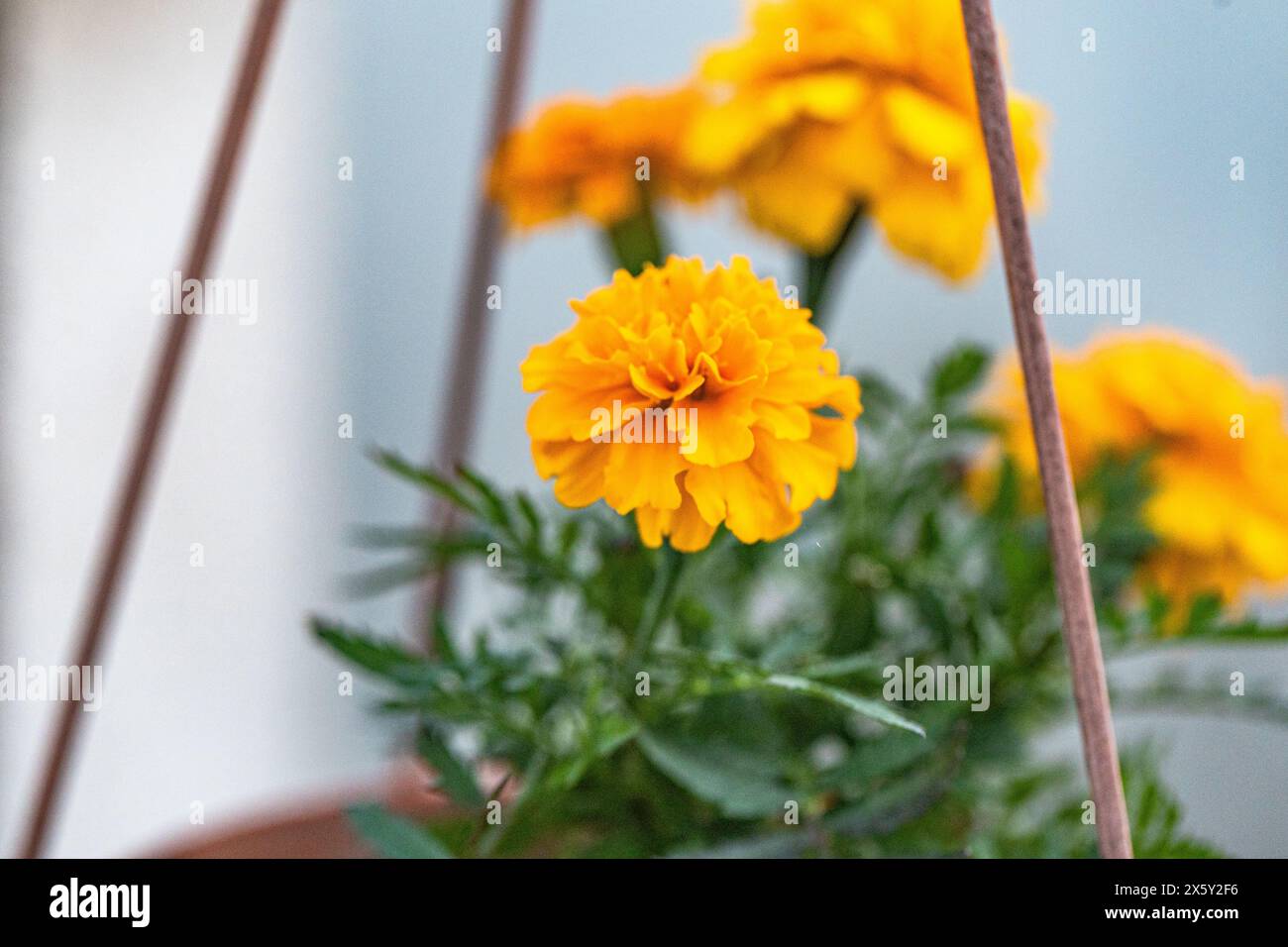 Cornus walteri, auch Walters Hartholz genannt. Kräuterkundiger sammelt Blumen, um Tinkturen zu machen Stockfoto