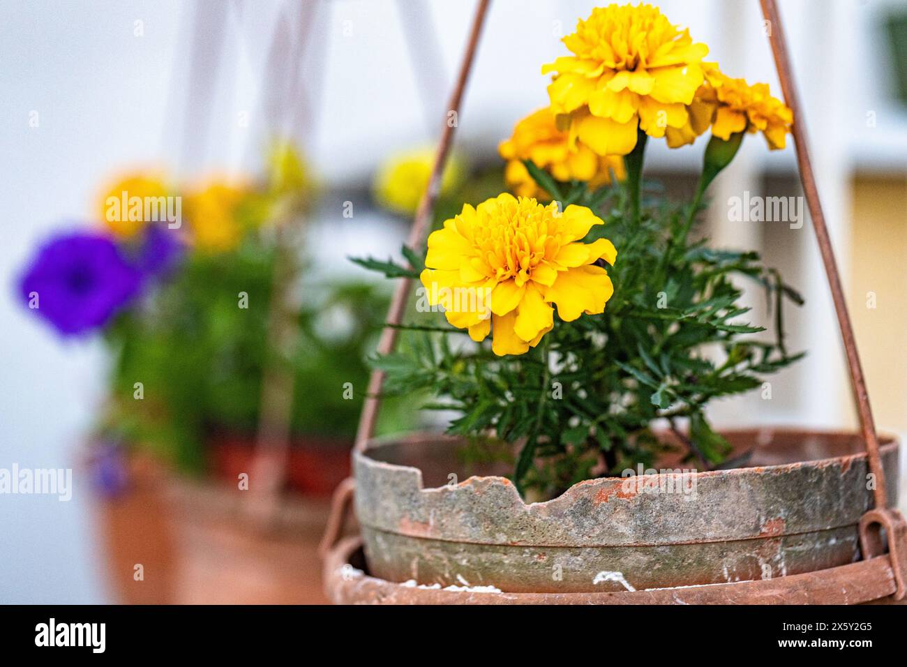 Cornus walteri, auch Walters Hartholz genannt. Kräuterkundiger sammelt Blumen, um Tinkturen zu machen Stockfoto