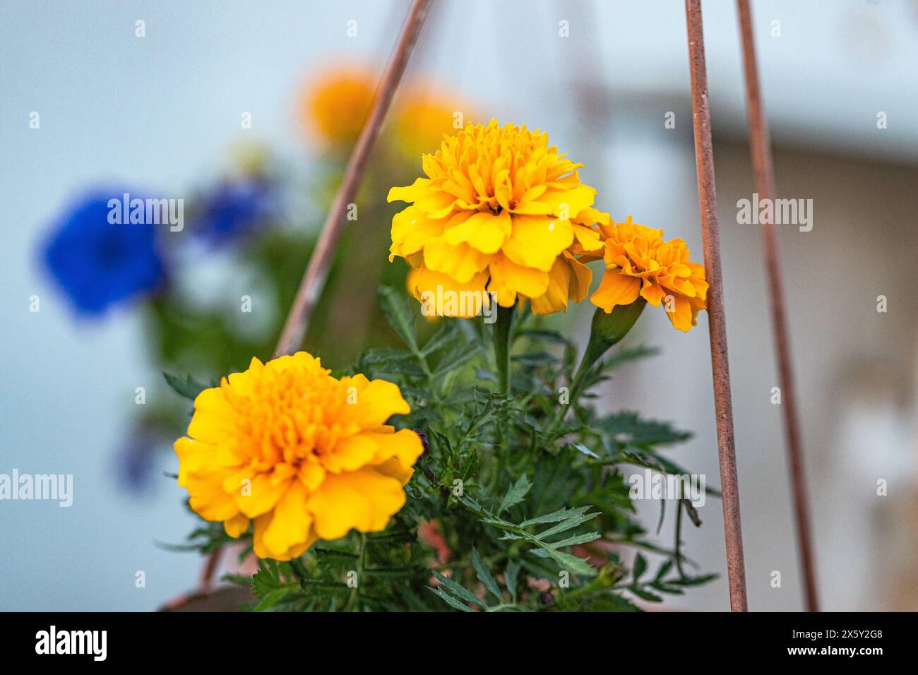 Cornus walteri, auch Walters Hartholz genannt. Kräuterkundiger sammelt Blumen, um Tinkturen zu machen Stockfoto