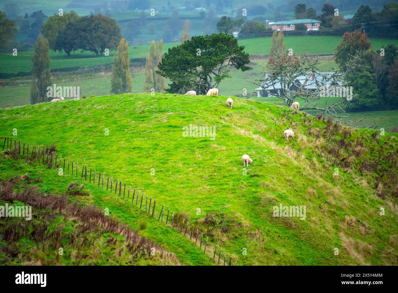 Schafweide in Waikato - Neuseeland Stockfoto