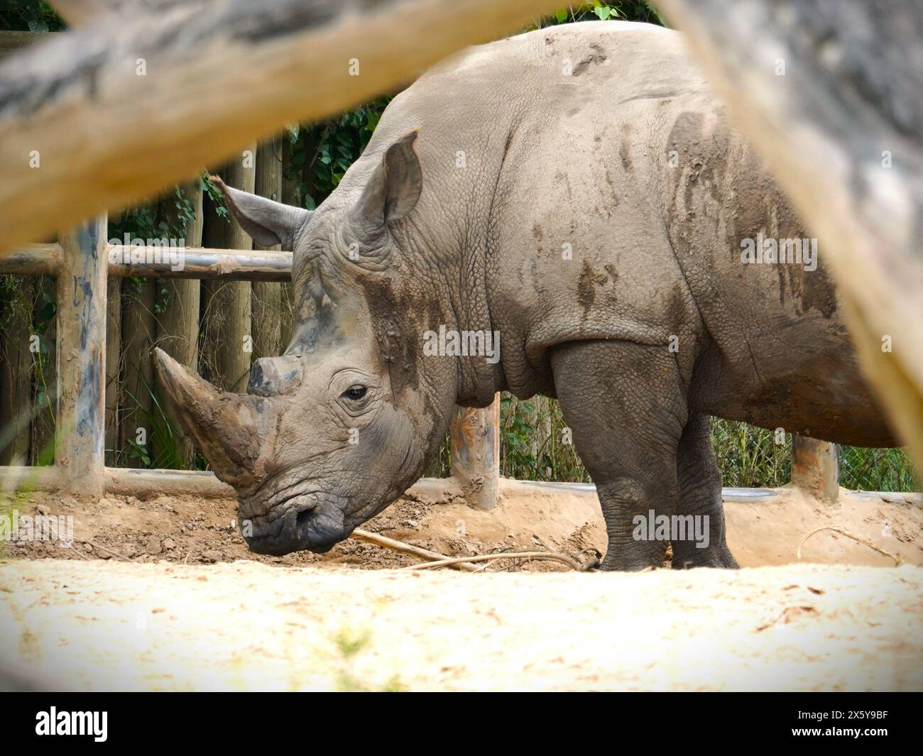 Afrikanisches Whie-Rhino Stockfoto