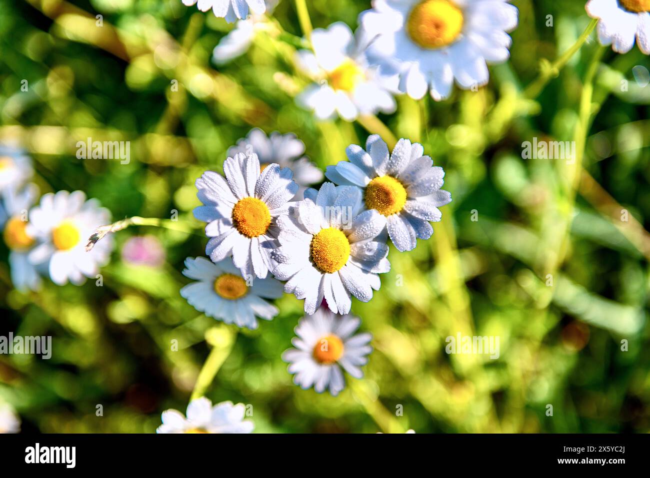 Kamille Blumen auf einer Wiese an einem sonnigen Tag Stockfoto