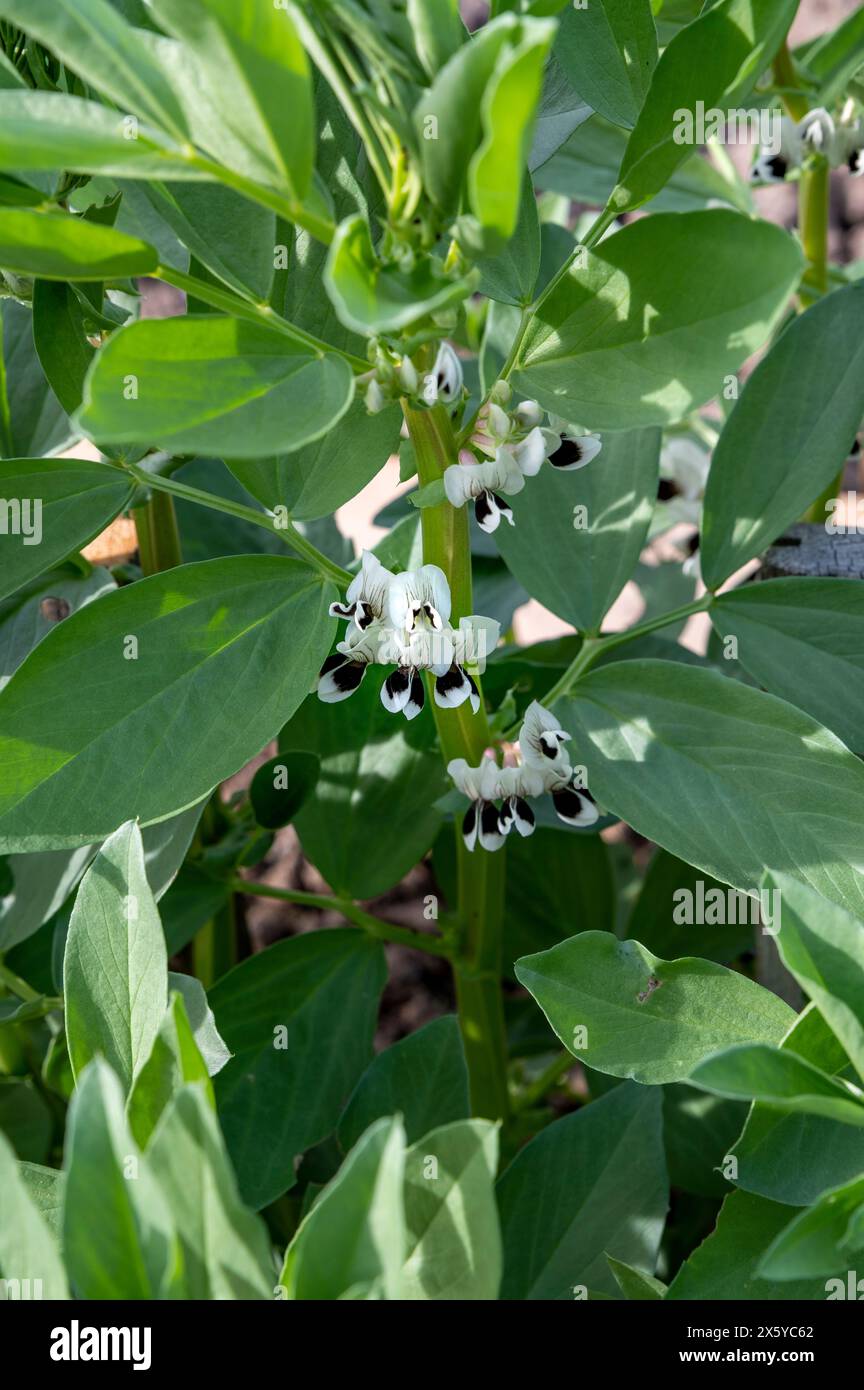 Blühende Bohnenpflanzen. Blühende Vicia Faba oder Feldbohne im Gemüsegarten im Hochbeet. Stockfoto