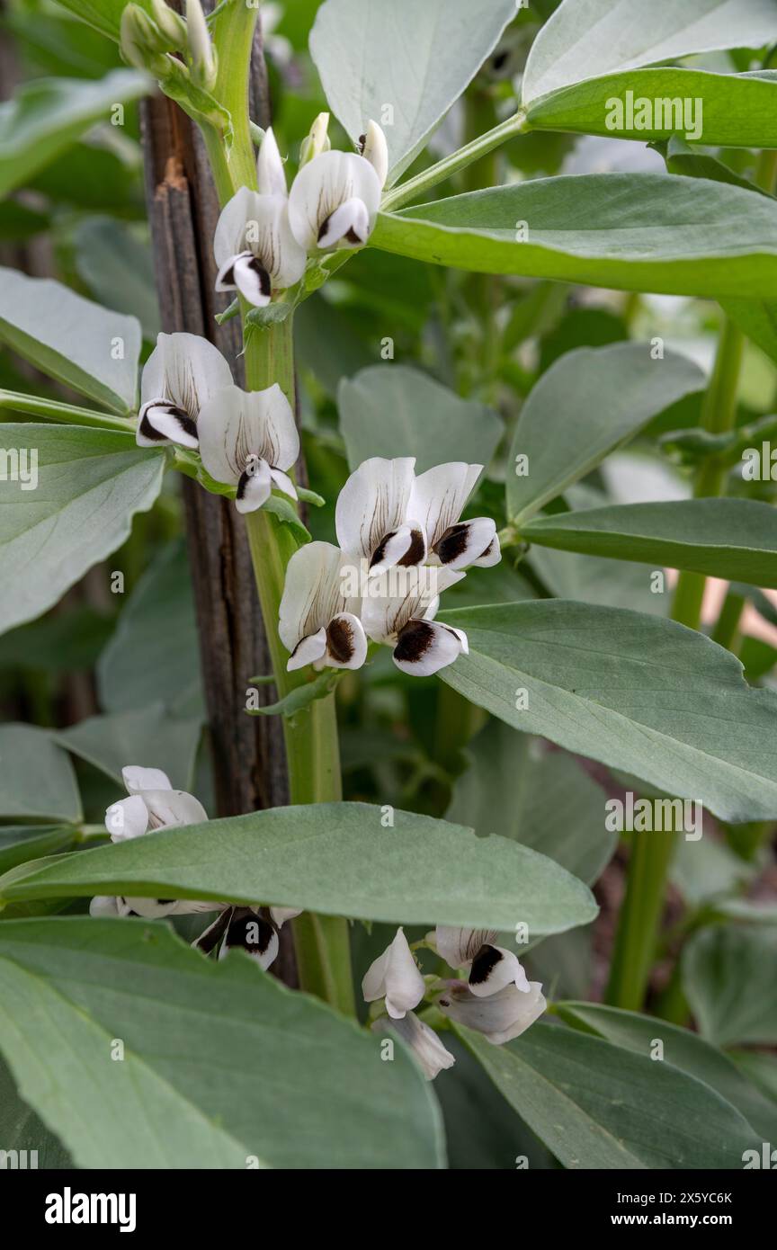 Blühende Bohnenpflanzen. Blühende Vicia Faba oder Feldbohne im Gemüsegarten im Hochbeet. Stockfoto