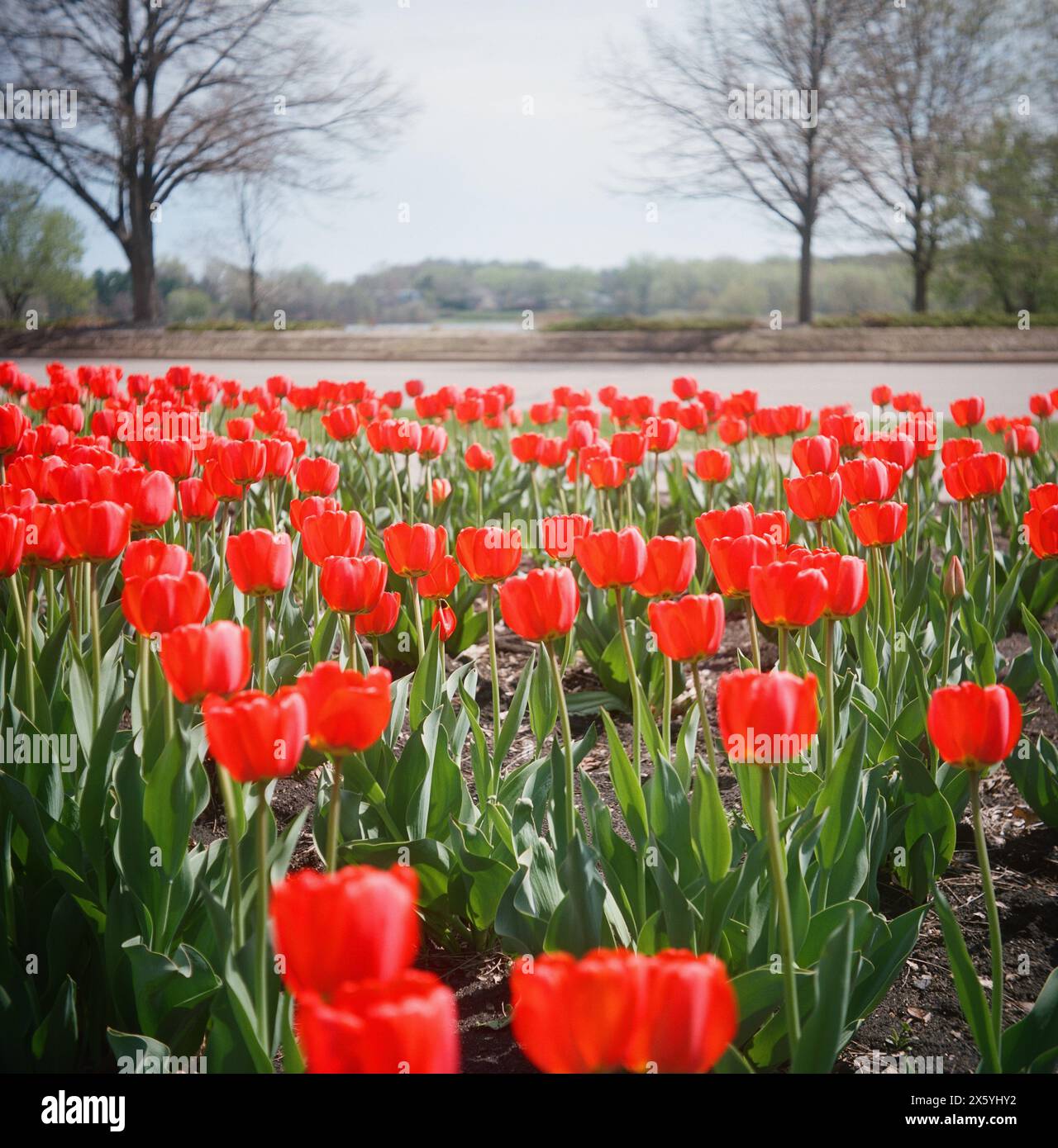 Roter Tulpengarten in Bloomington, MN (Frühjahr 2023) - Film im Format 120 - Vintage-Faltkamera Stockfoto
