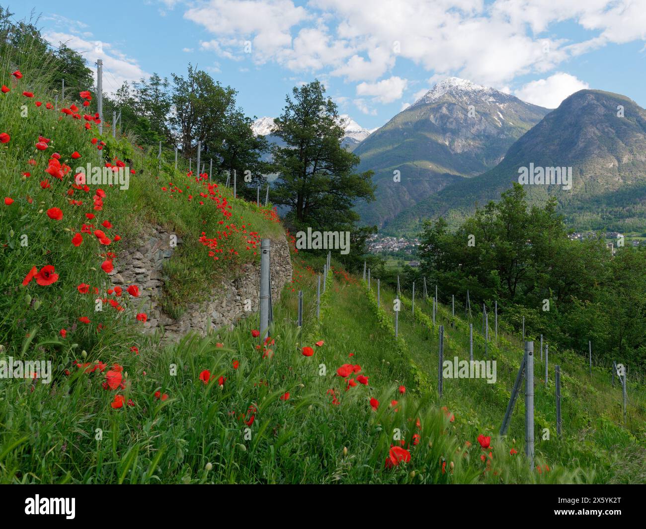 Les Granges terrassenförmig angelegter Bio-Weinberg mit Steinmauer im Frühling mit Mohnblumen und Bergen dahinter in NUS, Aosta Valley, NW Itay. Mai 2024 Stockfoto