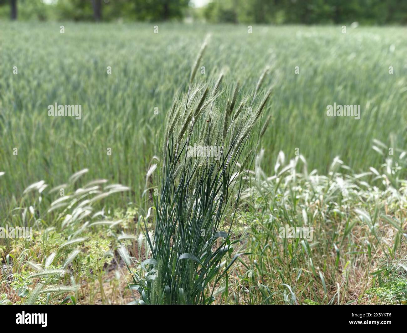 Grasfeld. Mauergerste oder Hordeum murinum wächst wie ein Unkraut. Im Hintergrund landwirtschaftliche Nutzpflanze Weizen. Stockfoto