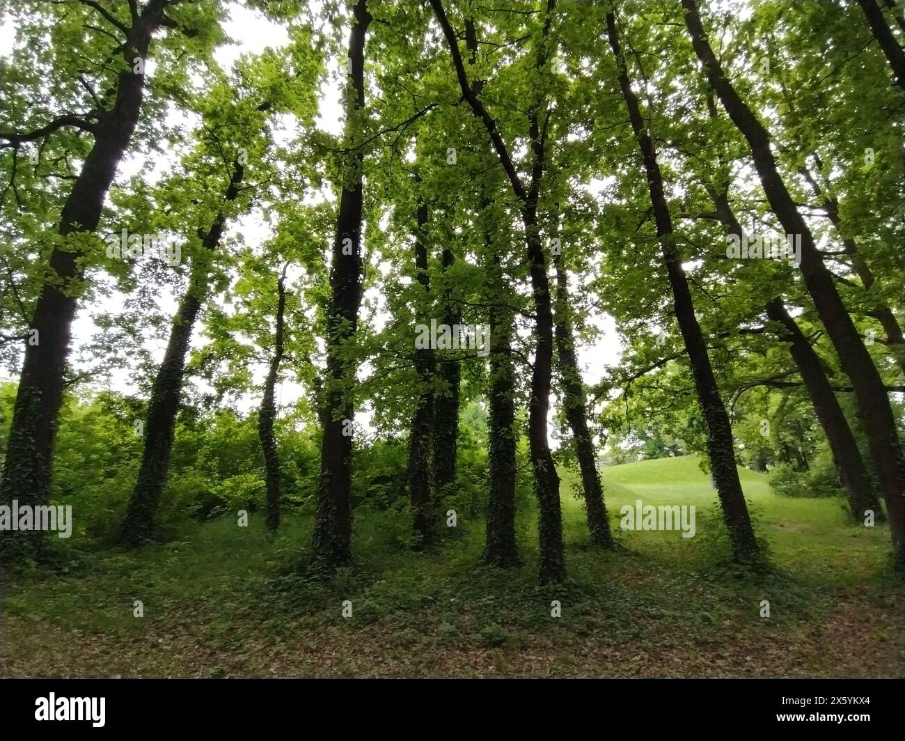 Laubwald. Subtropisches oder gemäßigtes kontinentales Klima. Kriecher auf Baumstämmen. Dicke dunkle Baumstämme. Parasitäre Pflanzen umschlossen einen anderen Plan Stockfoto