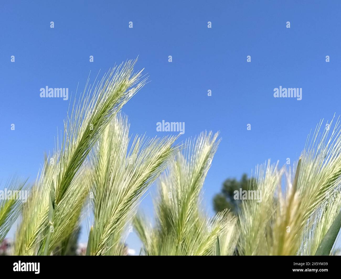 Ohren von Getreidepflanzen auf einem Feld vor blauem Himmel. Weizen oder Roggen mit flauschigen Panicles. Im Hintergrund, wolkenloser Himmel. Der Begriff der Ökologie und b Stockfoto