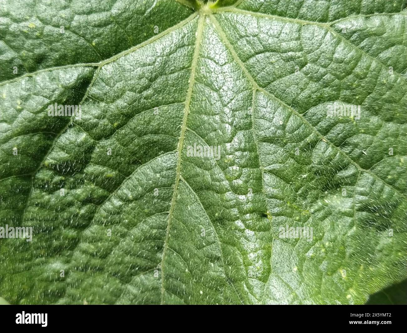 Kürbis- oder Gurkenblatt Nahaufnahme. Großes grünes zotteliges Blatt mit Adern. Anbau von Gemüse- und Melonenkulturen Stockfoto