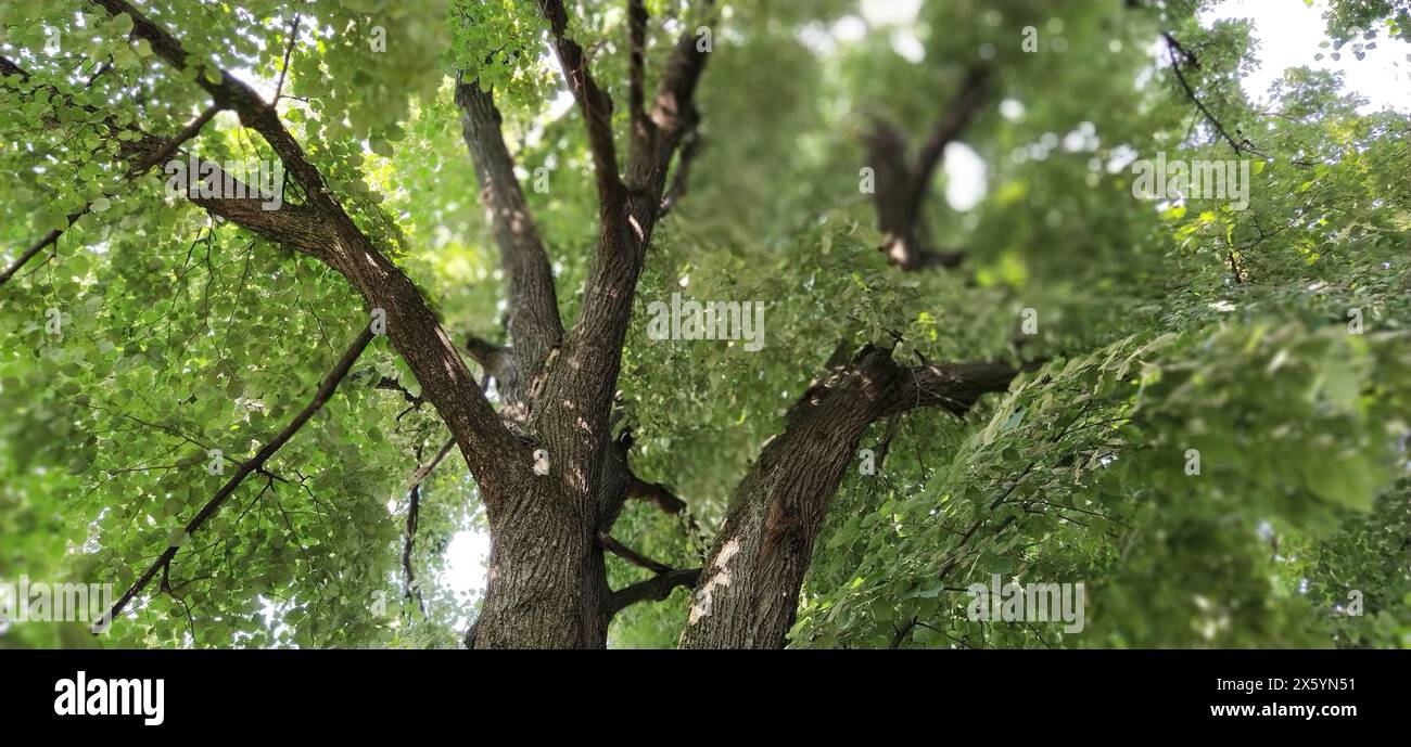 Eine Linde mit weit verbreiteten Ästen. Frisches Lindengrün, volle grüne Baumkrone. Serbien, Vojvodina, Fruska Gora Nationalpark. Teilweise Entfeuchtung Stockfoto