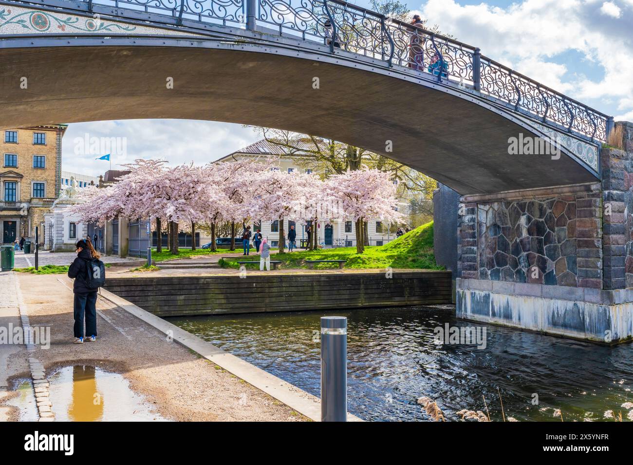 KOPENHAGEN, DÄNEMARK - 14. APRIL 2024: Schöne Kirschblüten im Langelinie Park in der Nähe der St. Alban Kirche und Kastellet in Kopenhagen, Dänemark Stockfoto