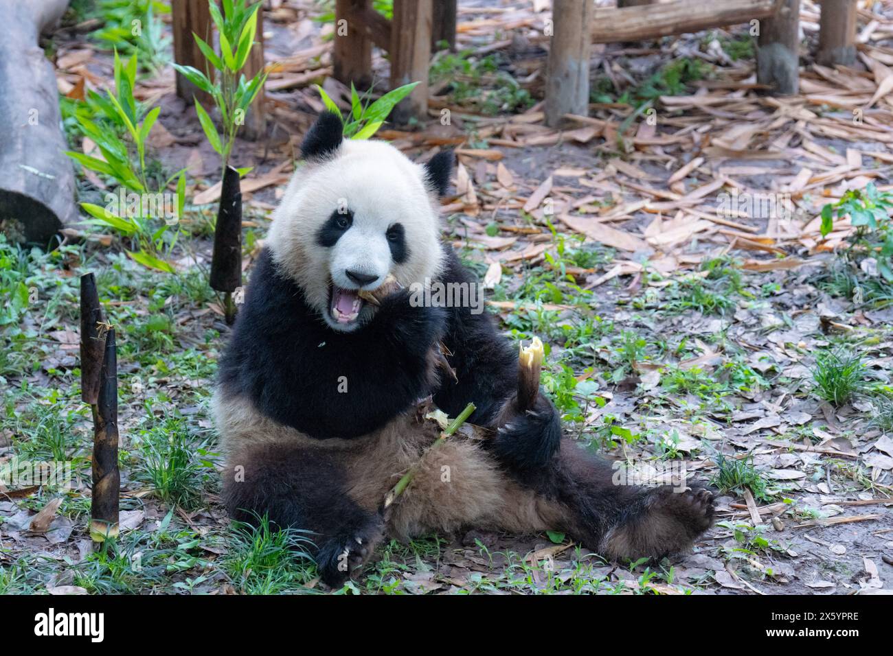 Chongqing, China. Mai 2024. Ein riesiger Panda isst am 12. Mai 2024 im Chongqing Zoo in Chongqing, China. (Foto: Costfoto/NurPhoto) Credit: NurPhoto SRL/Alamy Live News Stockfoto