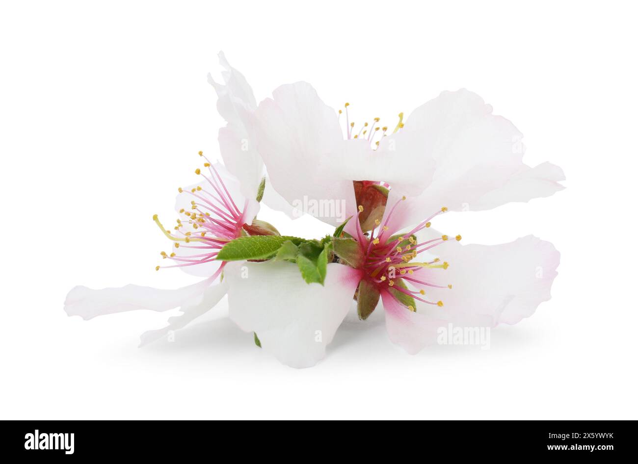 Schöne Frühlingsbaumblüten isoliert auf weiß Stockfoto