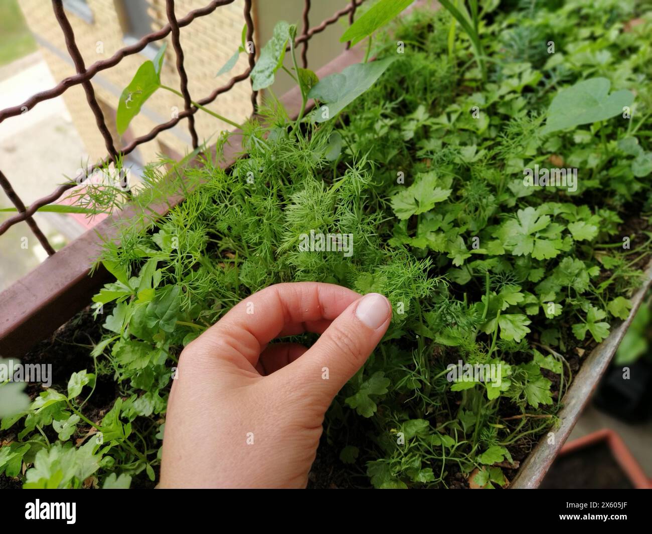 Petersilie oder GartenPetersilie Petroselinum crispum ist eine Art blühender Pflanze aus der Familie der Apiaceae. Ein junger Schuss frischer grüner Petersilie oder Sellerie, Stockfoto