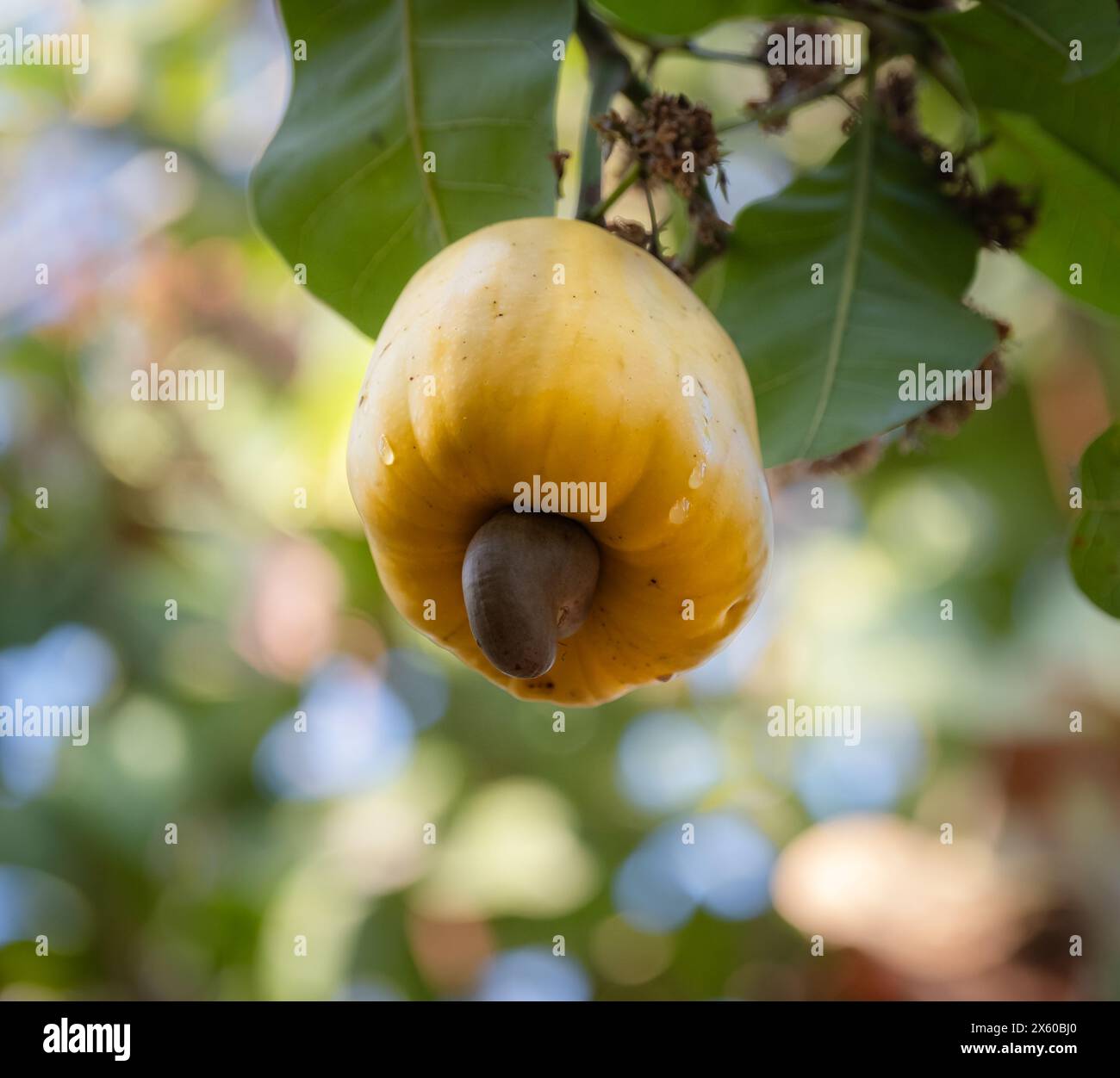 Gelbe Cashewfrucht auf dem Baum. Bio-Früchte, der Cashew-Nuss-Baum. Tropischer immergrüner Baum, der Cashewkerne und Cashewapfel produziert. Stockfoto
