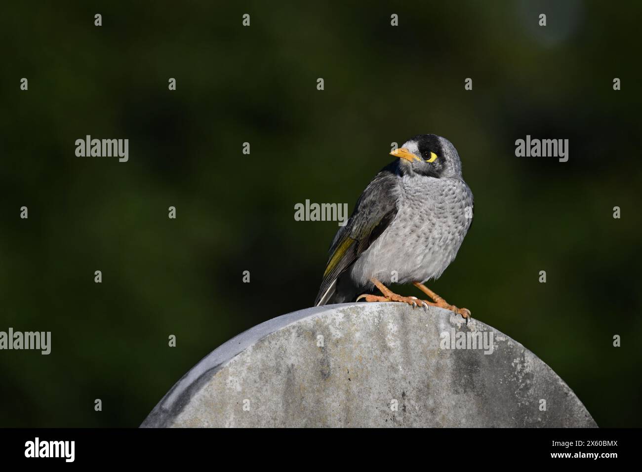 Lauter Minenvogel auf einem Steindenkmal mit dem Kopf nach links gedreht Stockfoto