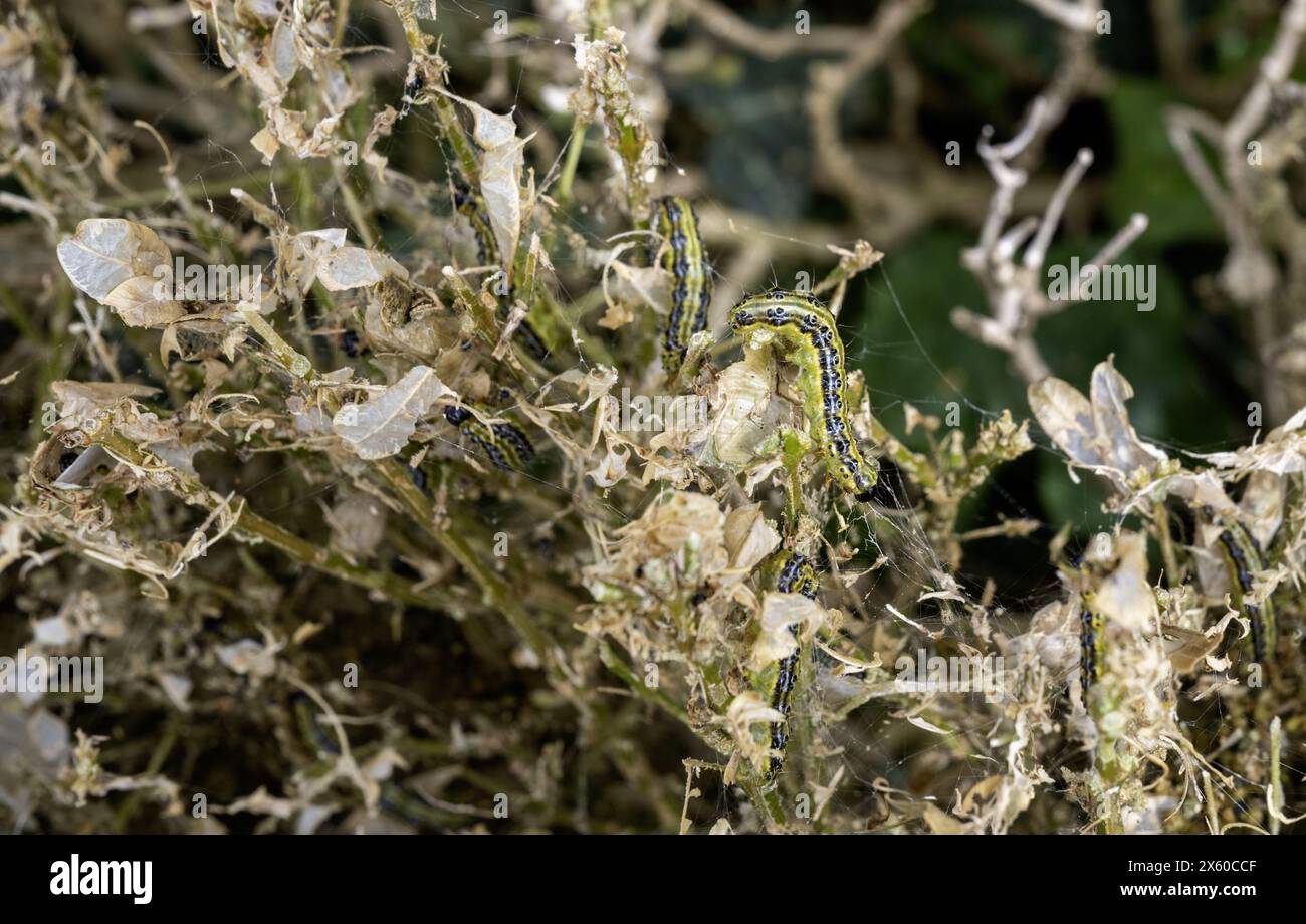 Kastenhecke verwüstet von der Box Tree caterpillar - cydalima perspectalis - South Wales, Großbritannien Stockfoto