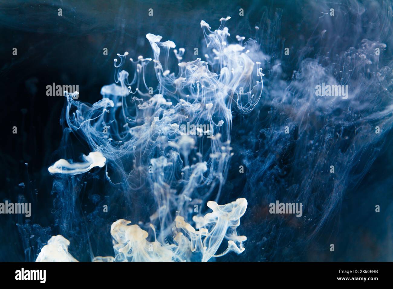 Ein faszinierender Tanz von Tintenranken, der sich durch azurblaues Wasser entfaltet und ein Gefühl von Tiefe und Intrige weckt. Stockfoto