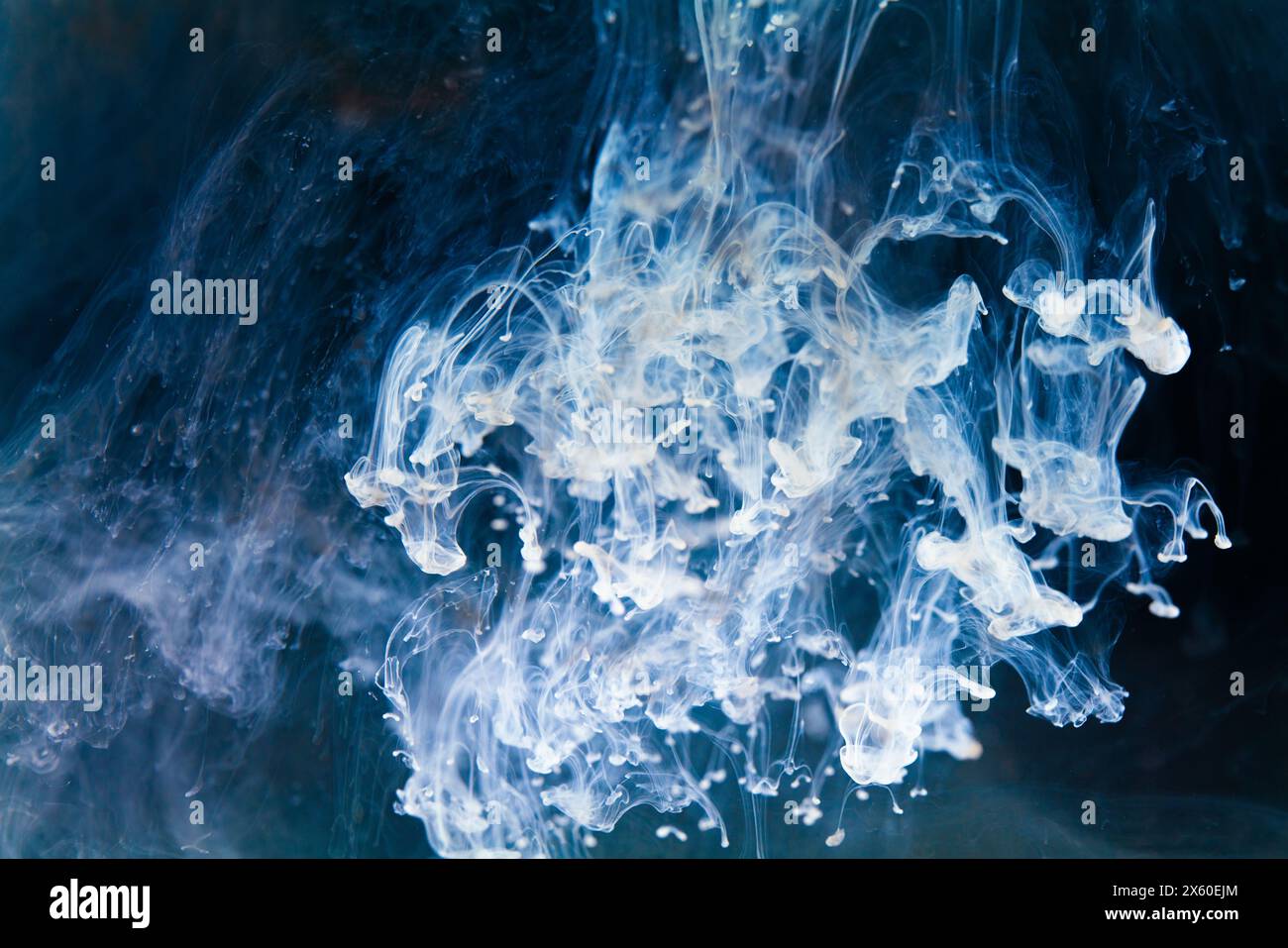 Ein faszinierender Tanz von Tintenranken, der sich durch azurblaues Wasser entfaltet und ein Gefühl von Tiefe und Intrige weckt. Stockfoto