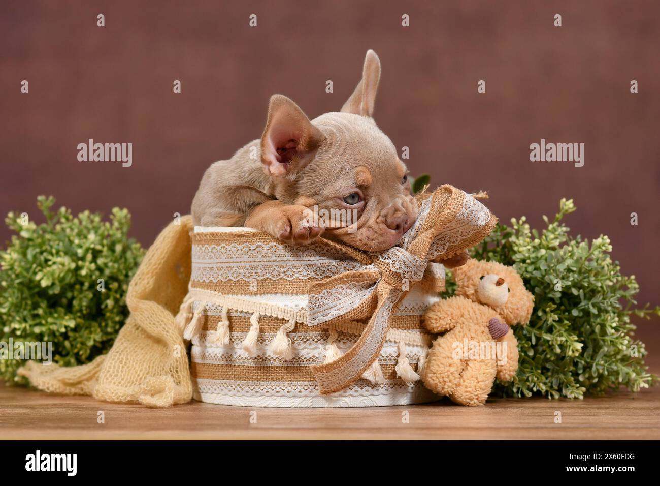 Niedliches New Shade Isabella Tan französischer Bulldog Hund Welpe sitzt in Box mit Boho Stil Dekoration und Teddybär vor braunem Hintergrund Stockfoto