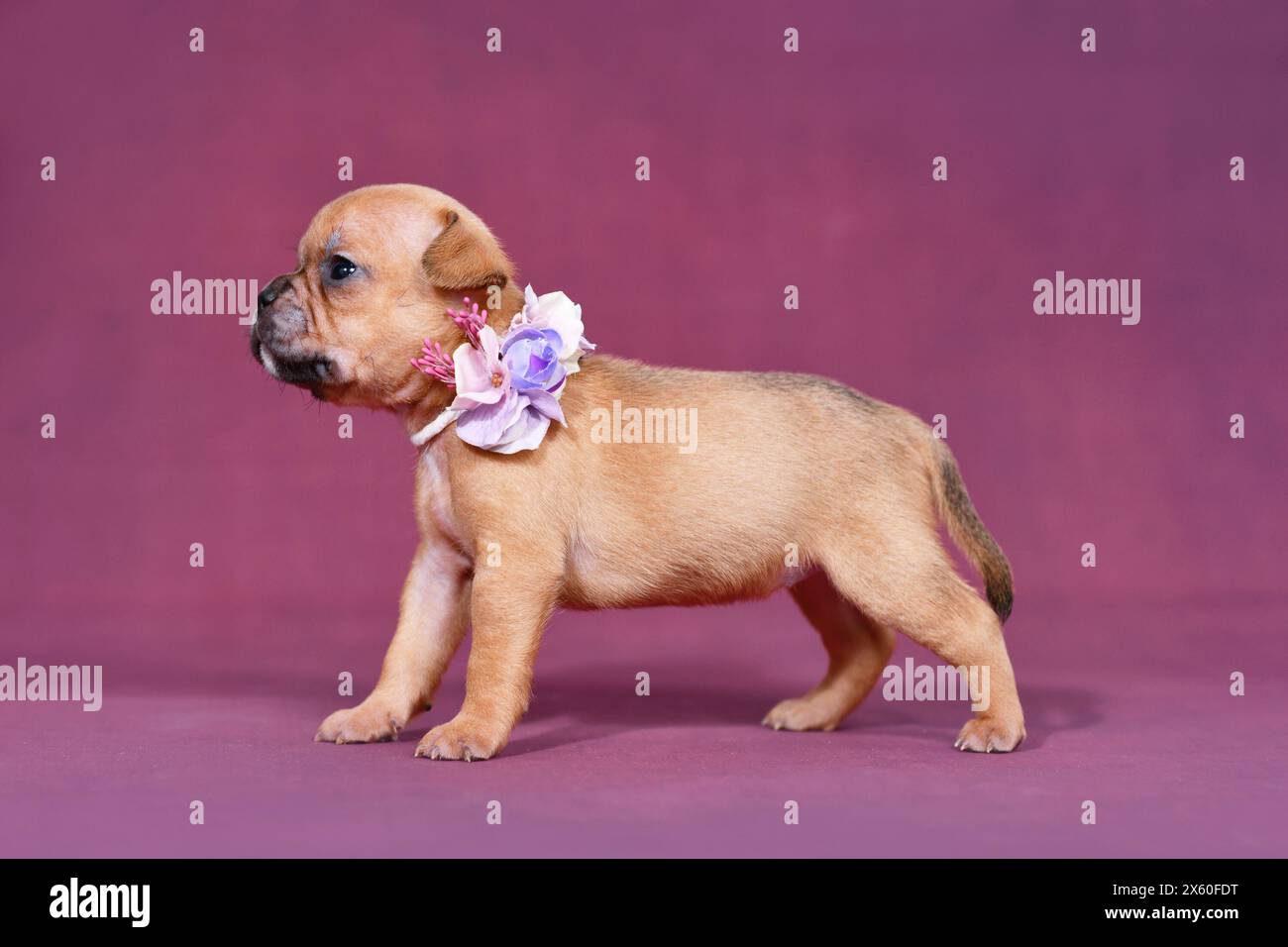 Vier Wochen junger französischer Bulldog-Welpe mit gesunder langer Nase und langem Schwanz. Stockfoto