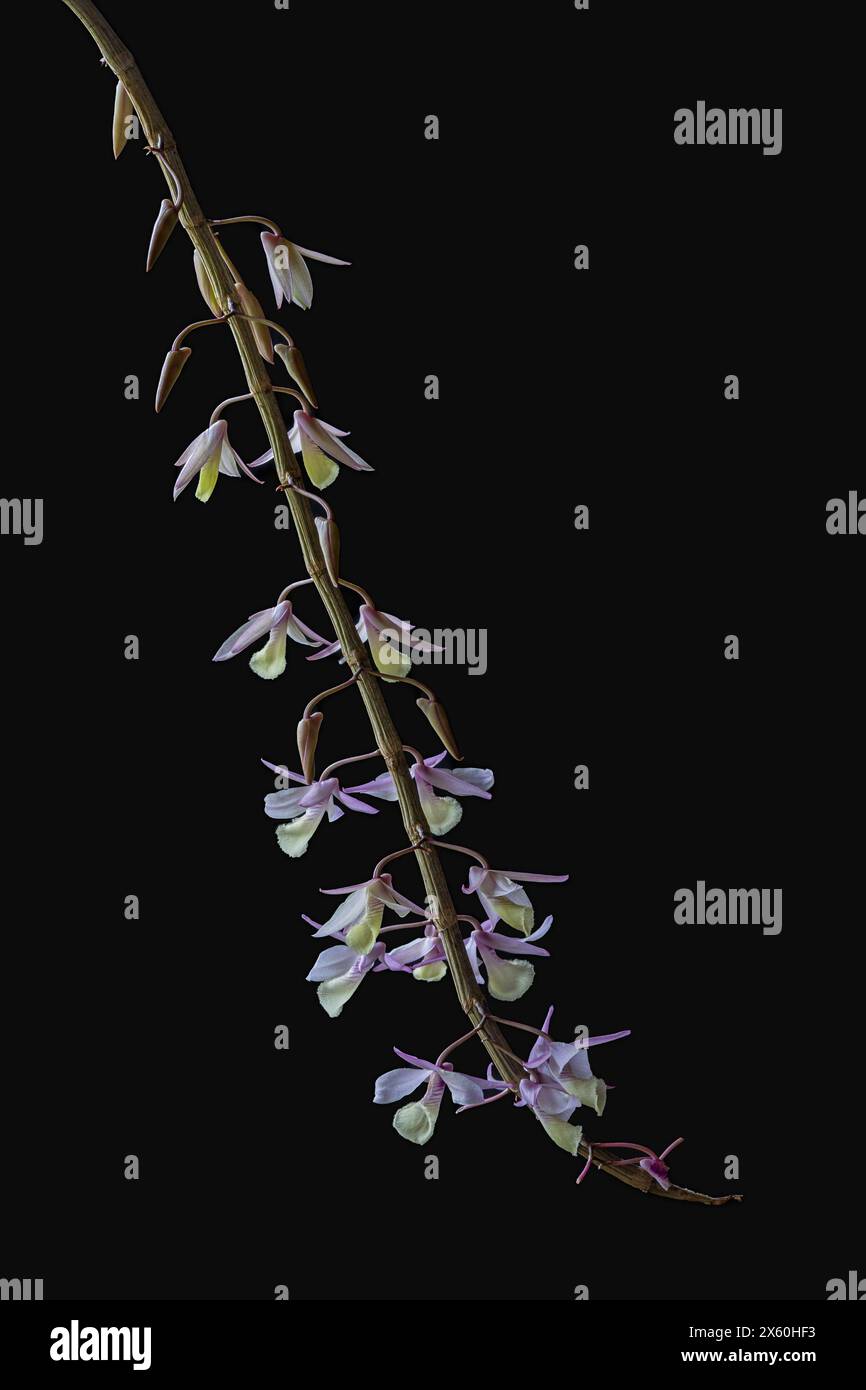 Nahaufnahme von cremeweißen und lila rosa Blüten und Knospen von tropischen epiphytischen Orchideenarten dendrobium aphyllum isoliert auf schwarzem Hintergrund Stockfoto