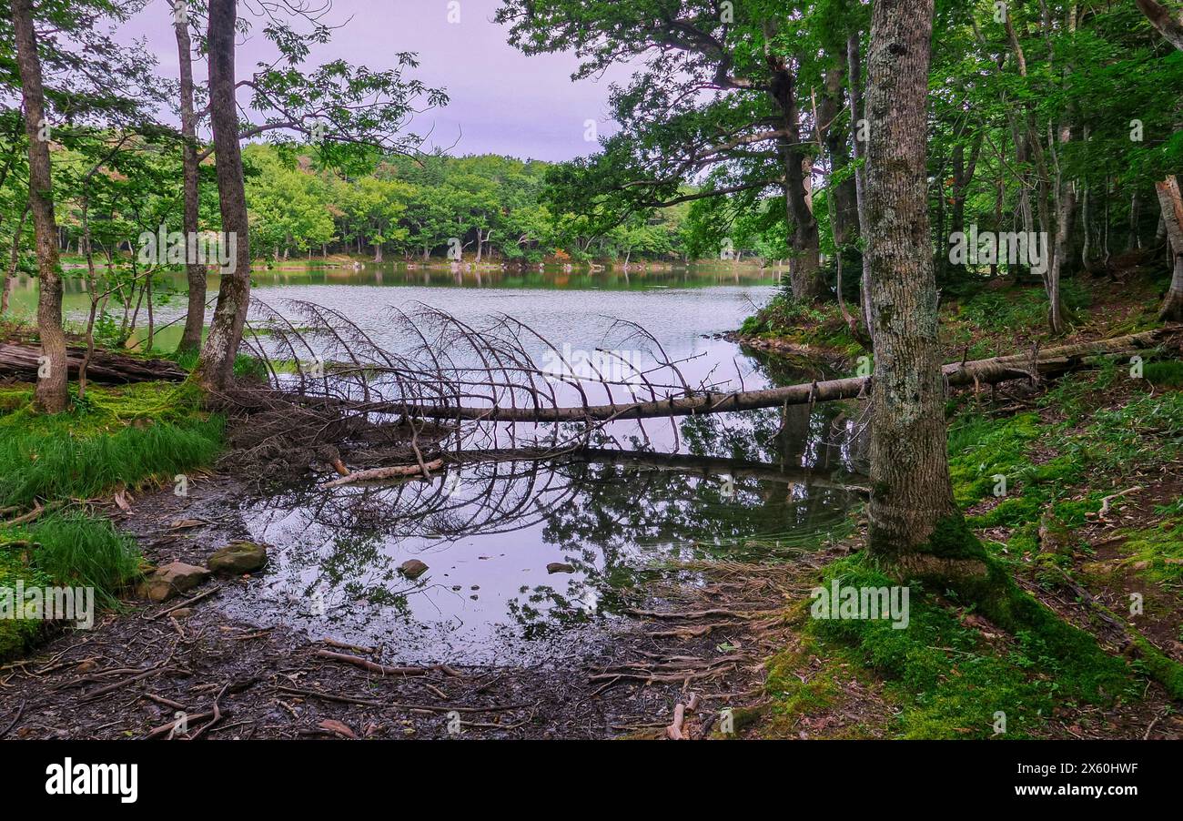 Ein gefallener, verwelkter Baumstamm liegt am Ufer des Yonko-Sees im Shiretoko Goko-Nationalpark im Osten von Hokkaido, Japan. Stockfoto