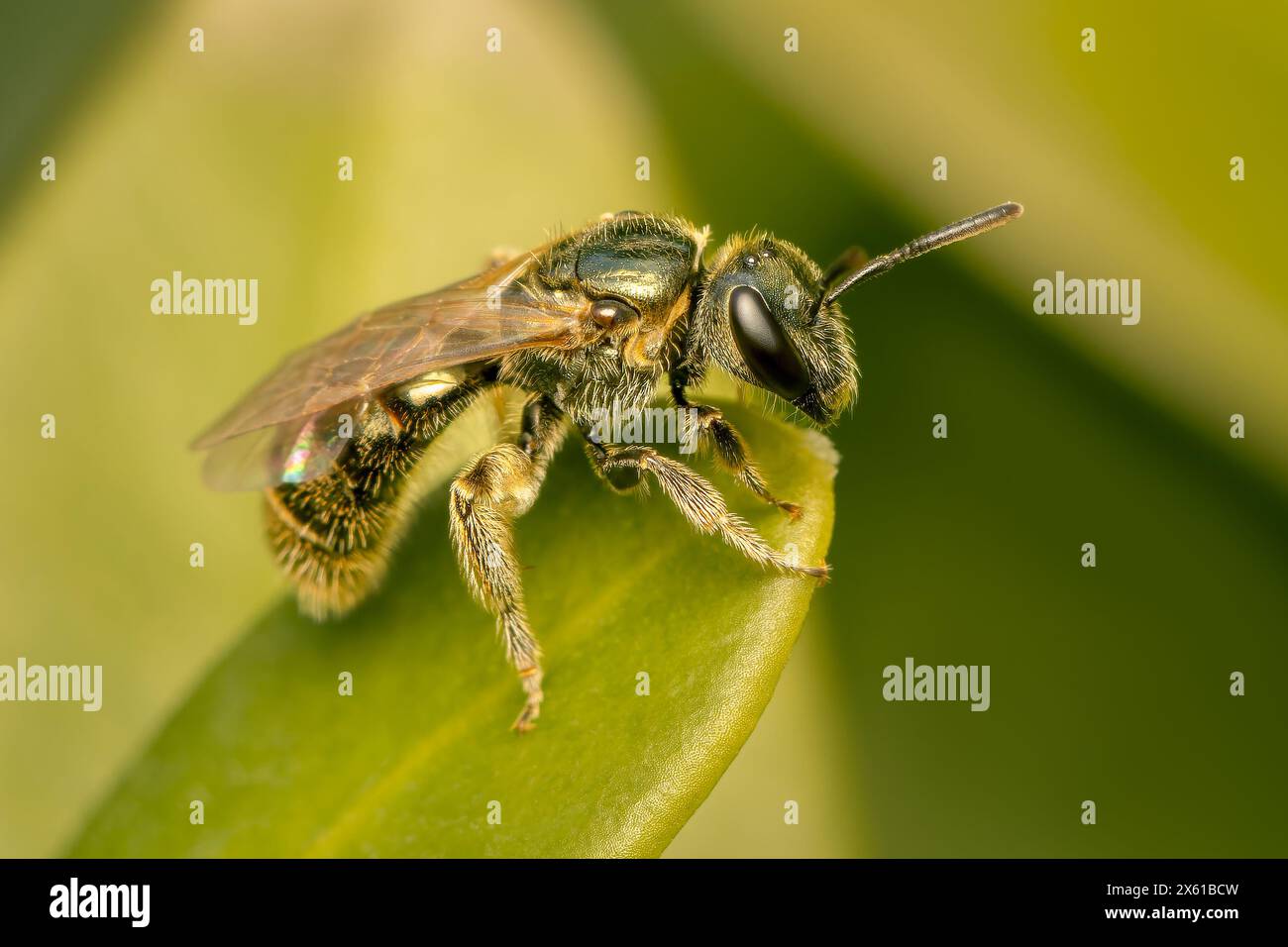 Schwitzen Sie die Biene, die über den Frühling ruht, mit verschwommenem grünem Hintergrund und Kopierraum Stockfoto