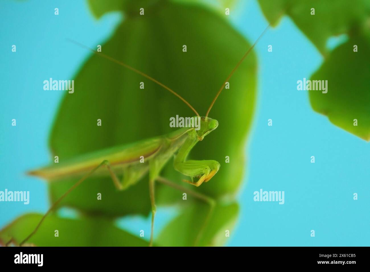 Mantis sitzt auf Blättern auf blauem Hintergrund. Mantis verkleidet unter Pflanzenblättern und Form von Pflanzenblättern. Die natürliche Tarnung der Mantis. Mantis in natürlichem Lebensraum, Nahaufnahme, weicher Fokus Stockfoto