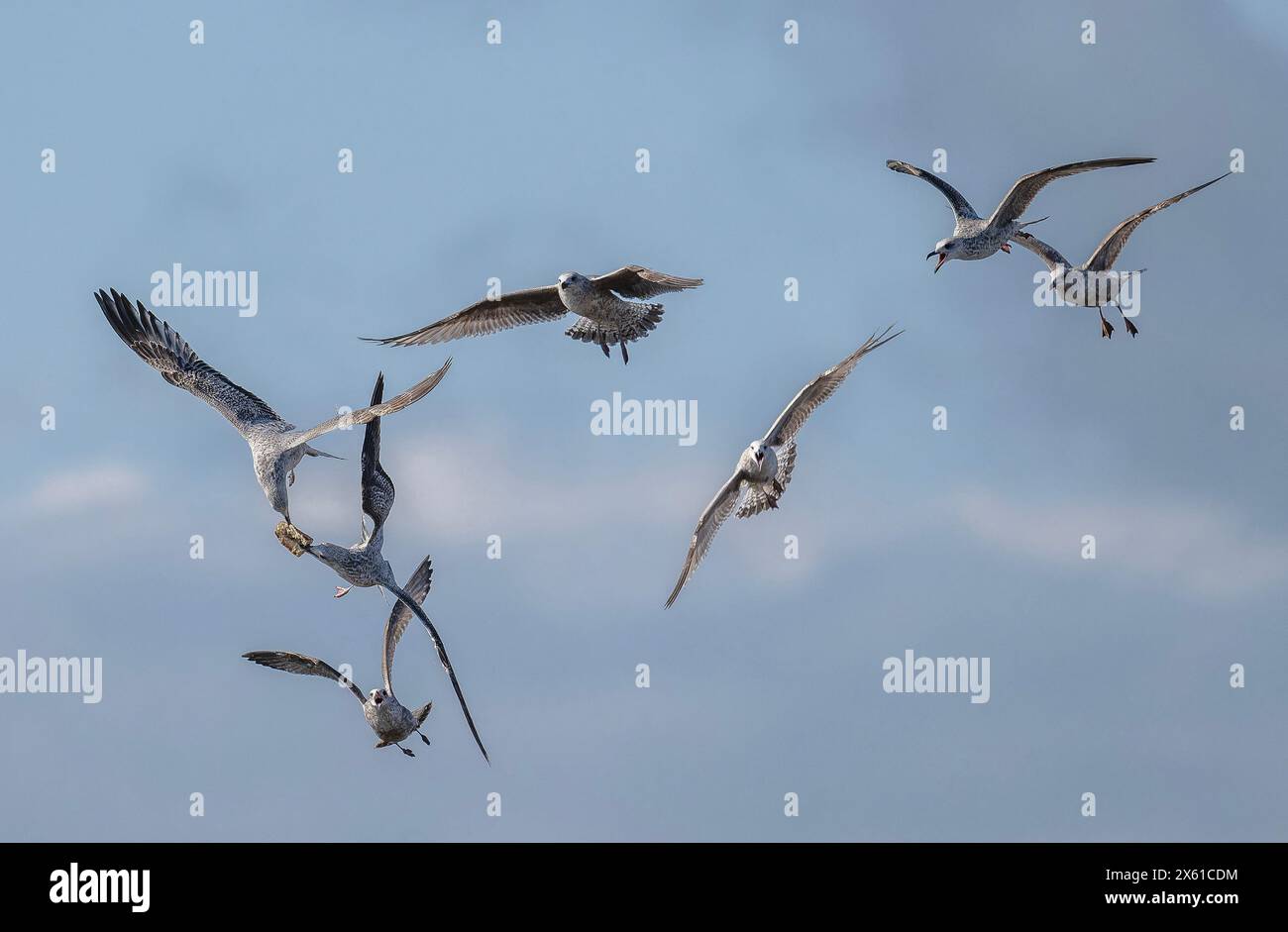 Junge Heringsmöwen, Larus argentatus, kämpfen um eine Brotkruste. Küste von Dorset. Stockfoto